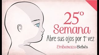 SEMANA 25 de Embarazo  6º Mes  Semana a semana [upl. by Landy445]