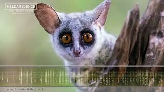 Lesser Bushbaby Calls  Cute squeaks amp sounds of a Bush Baby calling at night [upl. by Elatnahc908]