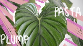 Philodendron Pastazanum Care for Beginners [upl. by Merle]