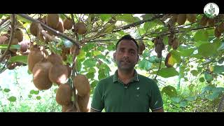 Transforming Himachal Mandeep Vermas Journey to Natural Farming with Kiwi Fruit [upl. by Ddart]