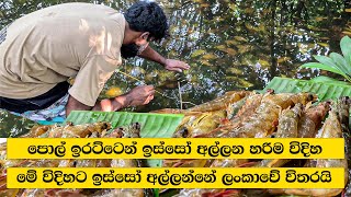 River Prawns hunting and Cooking Sri Lanka [upl. by Ayaladnot]