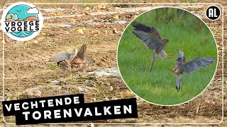 Vechtende torenvalken  Zelf Geschoten  Vroege Vogels [upl. by Hilly]