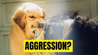 Are golden retrievers aggressive and attack owners [upl. by Boggers]