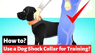 How to use a Dog Shock Collar for Training [upl. by Nanette]