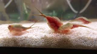 Tadpole Shrimp Triops in a 10 gal tank [upl. by Adil246]