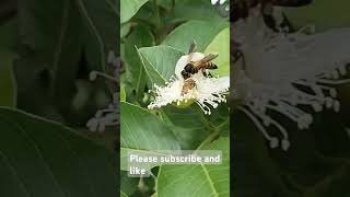 Honeybees collecting nectar Bees making honey processHoneybee taking honey from flowers [upl. by Fulmis276]