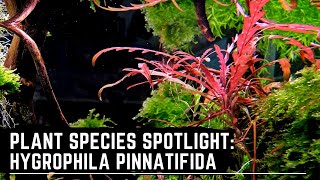 Plant Species Spotlight Hygrophila Pinnatifida  How to Care for Grown and Propagate Hygrophila [upl. by Iviv]