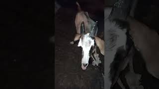 Momento destacado de Pastoreando a nuestra cabra 🐐 mascota y sus cabritos tarde de intensas lluvias [upl. by Cordle]