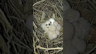 Tiny Talons Big Dreams Falcon Chicks Growing Up shortsviral ytshortsvideo [upl. by Divadnahtanoj]