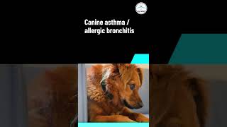 Dogsahab  Asthma in Dogs l YTshorts Canine asthma  Allergic bronchitis [upl. by Zelikow174]