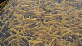 Golden rainbow trout at Huntsdale State Fish Hatchery Cumberland County Pa [upl. by Ahsila740]