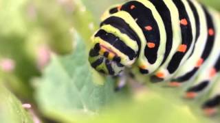 Caterpillar of Common Yellow Swallowtail Devouring Leaves キアゲハ終齢幼虫がオオハナウドの葉を蚕食 [upl. by Eiffub183]