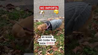 QUE ME HACE ROPITAS PARA CUANDO TENGO FRÍO 😅🥰🫶♥️shorts video funny dog comedy memes humor [upl. by Bena733]