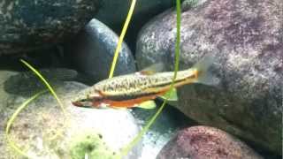 Mountain Redbelly Dace  Phoxinus oreas [upl. by Ynaiffit]