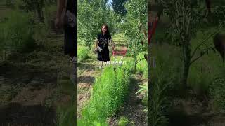 Weifang Zhiheng Agricultural Equipment weeding grasscutter How much does lawn mower costviralvideo [upl. by Enihpesoj]