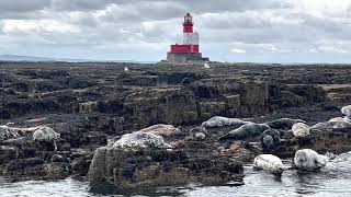 Farne Islands  Seals [upl. by Annot231]