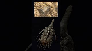 Mysterious Trilobites dinosaur giggleandlearn toddlers giggleandlearn [upl. by Nappy]