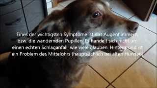 Hunde Schlaganfall Vestibulärsyndrom  Erfahrungen Hinweise und Symptome [upl. by Htenek]