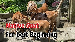 Native Goat for best Beginning Part7Vlogs [upl. by Faith]