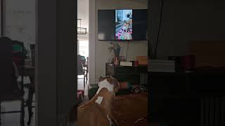 Dog Howls Watching Himself Howl on Television  1522550 [upl. by Robertson]