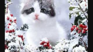 cats singing christmas song silent night [upl. by Ravilob]