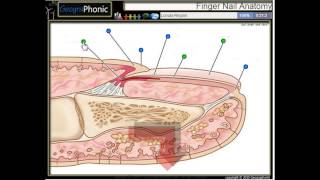 anatomie dun ongle la cuticule lit de longle ongle hyponychium matrice de longle [upl. by Suoicerpal]