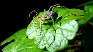 Harvestmen Odiellus spinosus eating  Der Große Sattelkanker Odiellus spinosus frisst [upl. by Aicnelav]