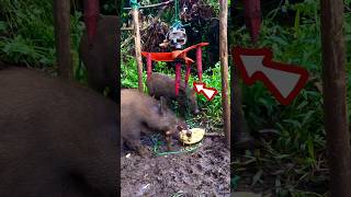 Make a quick pig trap using a spiked ceiling fan trap animals wildanimal [upl. by Hilary]