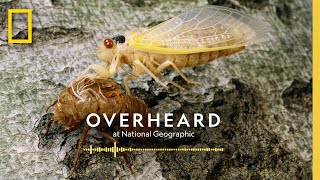 How Cicadas Become Flying Saltshakers of Death  Podcast  Overheard at National Geographic [upl. by Merwin682]