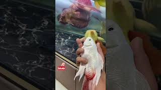 Fedding May Fish Tank feeding aquarium fishfeeding your fishfish tanks aquariumskoi feeding [upl. by Seely988]