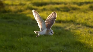 The Unbelievable Flight of a Barn Owl  Super Powered Owls  BBC Earth [upl. by Ardnuasal]