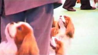 DFS Crufts 2010 Best of Breed Cavalier King Charles Spaniel [upl. by Tuttle327]