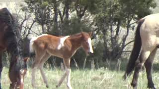 Wild Horse Stallion Protects Mares and Foal [upl. by Anitsrhc]