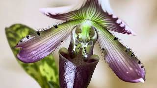 Paphiopedilum callosum flowering [upl. by Kreager]