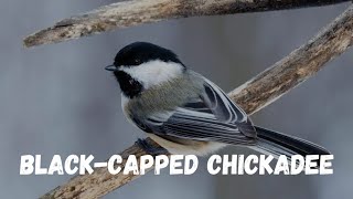 Discover the Charming Blackcapped Chickadee birds viral facts [upl. by Adoc]