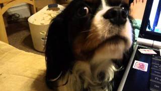 My Cavalier King Charles Spaniel talking to me [upl. by Raffaj]