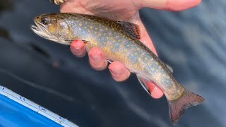 Adirondack Brook Trout Black Fly Season [upl. by Ilse]