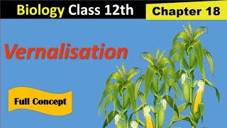 Vernalisation in plants  Fsc 2nd year biology  Kins academy [upl. by Wolfort328]