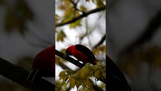 Beautiful Scarlet TanagerPiranga Olivacea during spring migration birds birding nature animals [upl. by Oneal681]