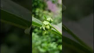 Clerodendrum serratum Verbenaceae family nature forestflower trending gardening natureforest [upl. by Claiborn]