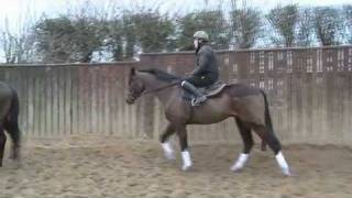 Cheltenham Festival Stable Tour Willie Mullins [upl. by Maisel]