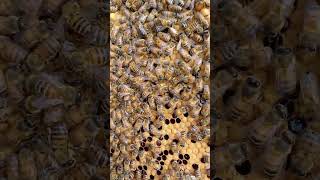 How bees communicate by the waggle dance [upl. by Bast947]