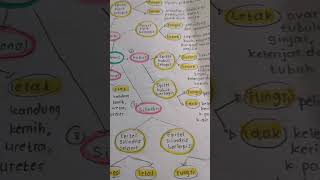 Mind Map Jaringan Epitel epitel tissue biologi biology biologia shorts viralvideo [upl. by Eniamart]