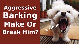 Aggressive Dog Barking 1 Hour  Angry Loud Barking Sounds For 60 Minutes  6 Dog Breeds Barking [upl. by Eilah613]