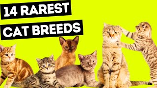 14 Rarest Cat Breeds in the World  Cat Breeds catbreeds catlovers [upl. by Aicitan]