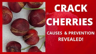 CRACK AND SPLIT CHERRY FRUIT  CAUSES AND PREVENTION REVEALED  maricel cervi [upl. by Hsaniva]