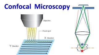 Confocal Microscopy [upl. by Lupiv531]