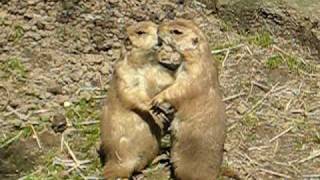 Kissing Prairie Dogs [upl. by Kiki]