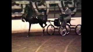 1991 Syracuse Hackney Pony Championship [upl. by Holzman417]