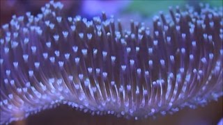 This Week at Elite Reef  lawnmower blenny acanthastrea leather coral chalice anthias [upl. by Teryl]